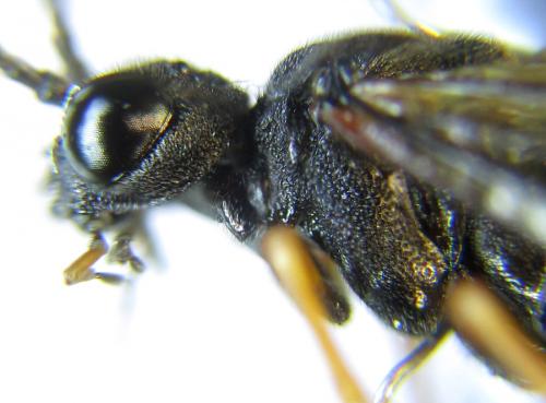Réf. 287 630 : Siobla sturmii