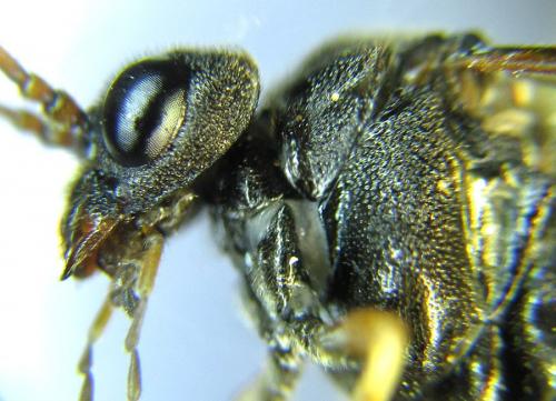 Siobla sturmii