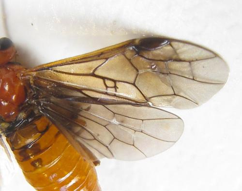 Réf. 287 667 : Hemichroa crocea