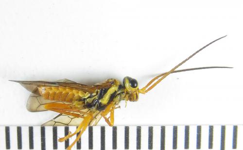 Réf. 287 391 : Cephalcia pallidula