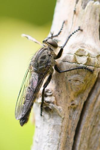Machimus intermedius