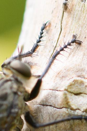 Machimus intermedius