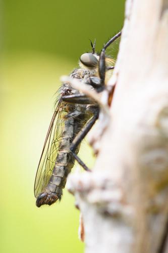 Machimus intermedius