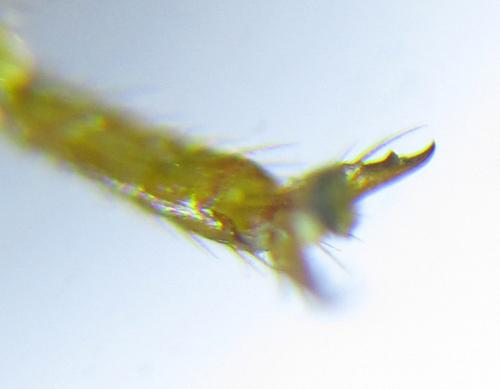 Réf. 287 417 : Cephalcia pallidula