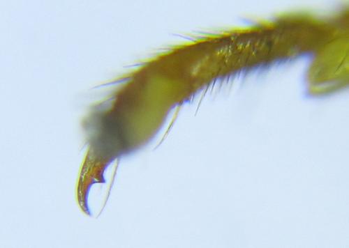 Cephalcia alashanica