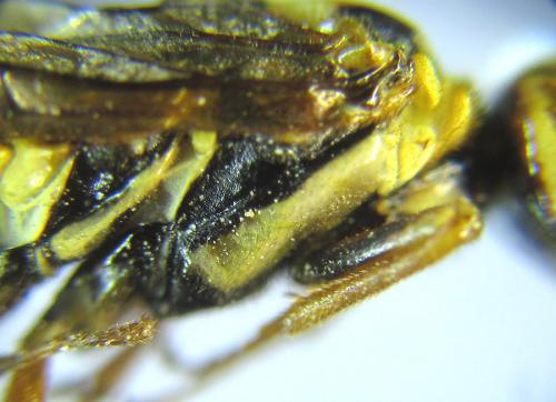 Cephalcia arvensis