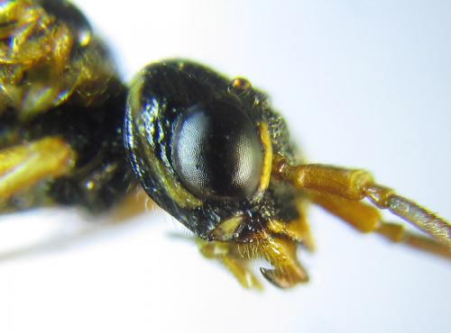 Cephalcia arvensis