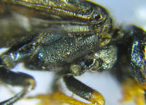 Réf. 287 431 : Acantholyda erythrocephala