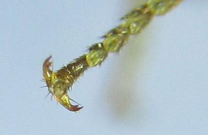Neurotoma nemoralis