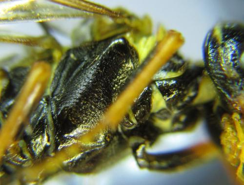 Cephalcia abietis