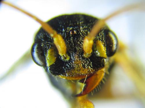 Réf. 287 527 : Cephalcia abietis