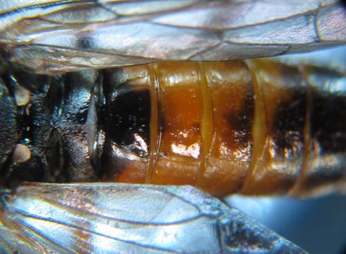 Réf. 287 631 : Siobla sturmii