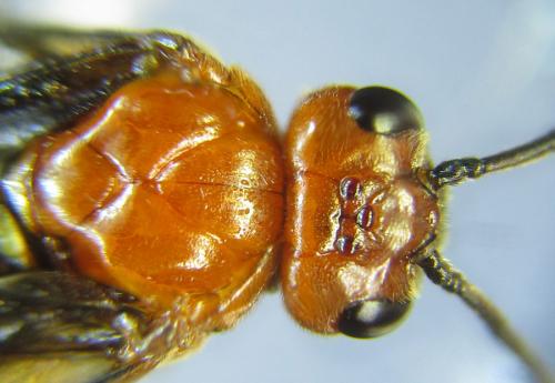 Hemichroa crocea