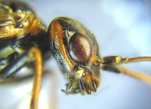 Cephalcia alashanica