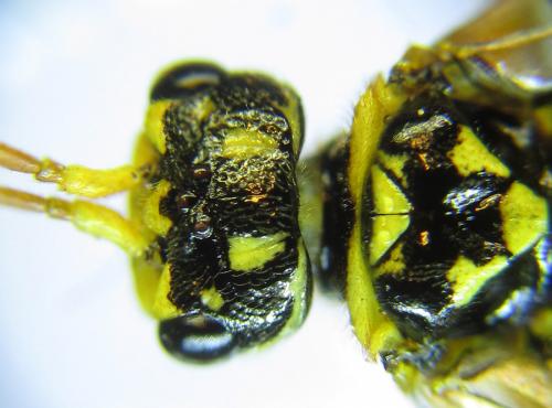 Réf. 287 392 : Cephalcia pallidula