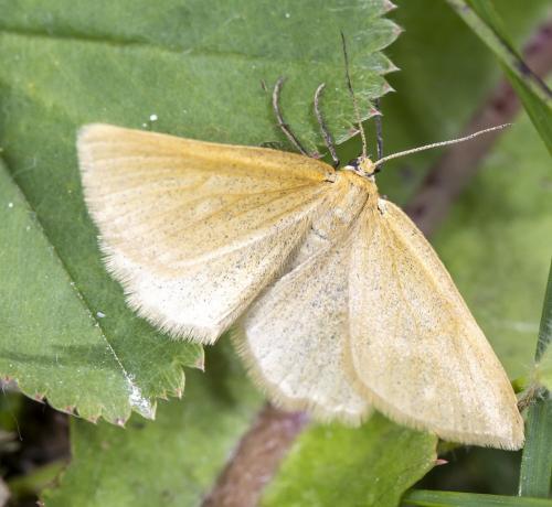 Réf. 287 516 : Crocota sp.