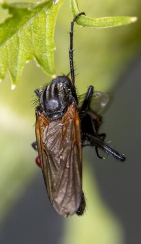Empis tessellata