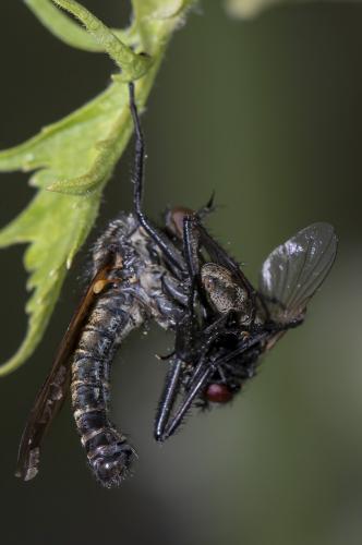 Empis tessellata