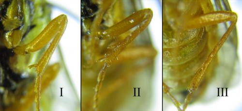 Réf. 287 419 : Cephalcia pallidula