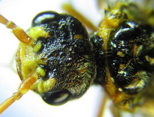 Cephalcia alashanica