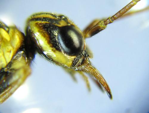 Cephalcia arvensis