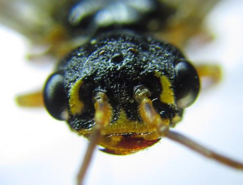 Cephalcia arvensis