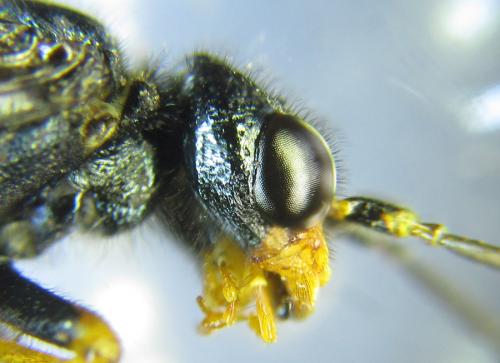 Réf. 287 432 : Acantholyda erythrocephala