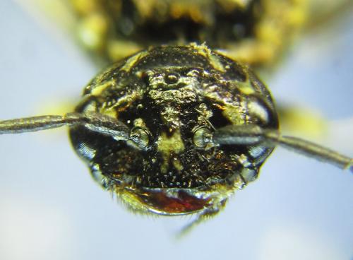 Neurotoma nemoralis
