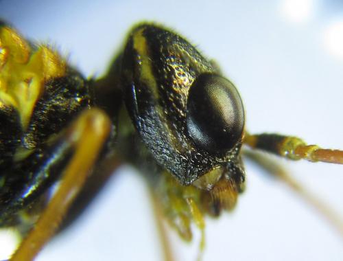 Cephalcia abietis