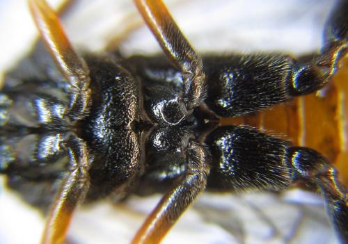 Réf. 287 632 : Siobla sturmii