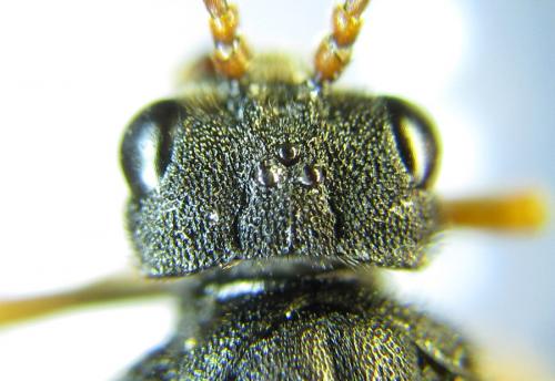 Réf. 287 646 : Siobla sturmii