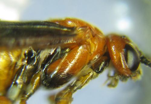 Hemichroa crocea