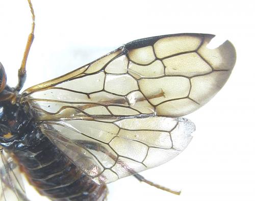Cephalcia alashanica