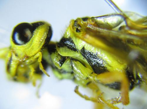 Réf. 287 393 : Cephalcia pallidula