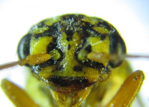 Réf. 287 418 : Cephalcia pallidula