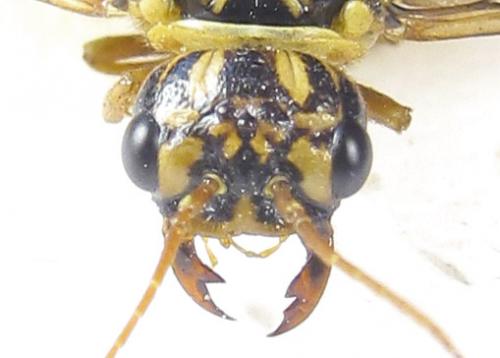 Cephalcia arvensis