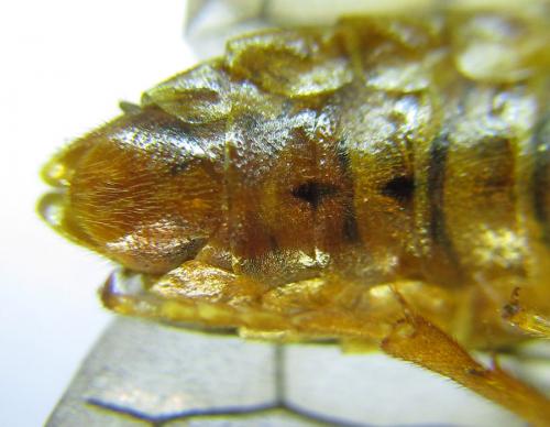 Réf. 287 849 : Cephalcia arvensis