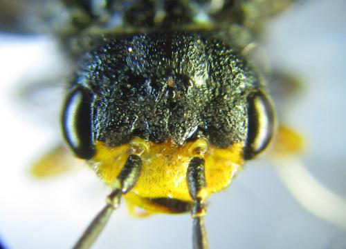 Réf. 287 433 : Acantholyda erythrocephala