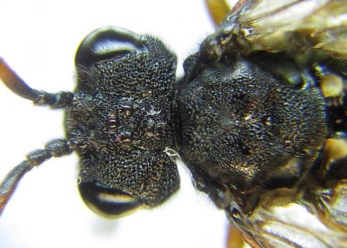 Siobla sturmii
