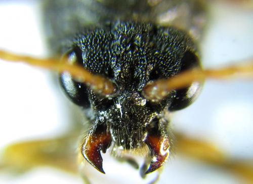 Siobla sturmii