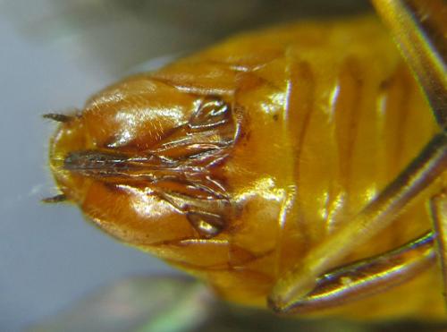 Hemichroa crocea