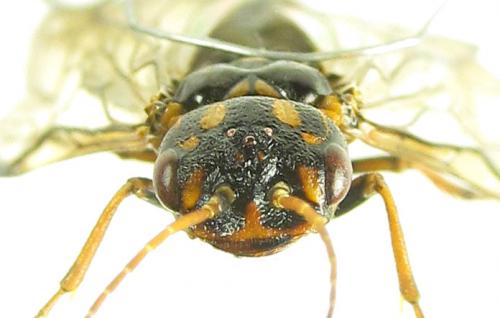 Cephalcia alashanica