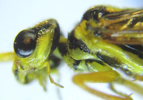Réf. 287 394 : Cephalcia pallidula