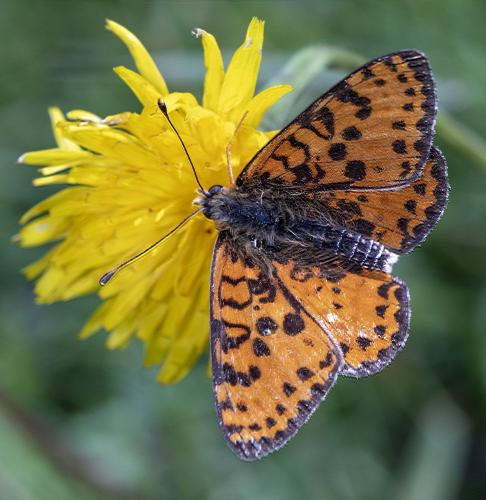 Réf. 287 956 : Melitaea didyma