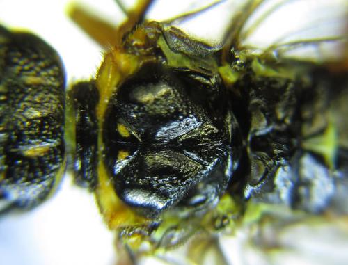 Cephalcia alashanica