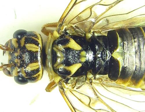 Cephalcia arvensis