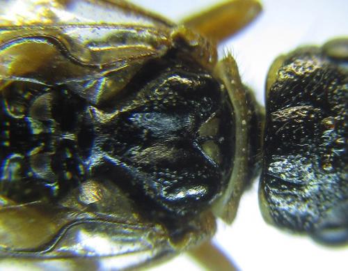 Cephalcia arvensis