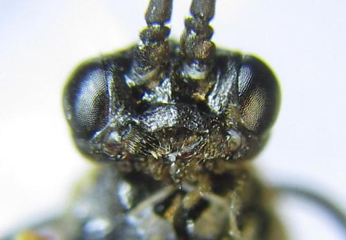 Réf. 287 989 : Strongylogaster mixta