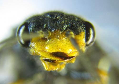Réf. 287 434 : Acantholyda erythrocephala
