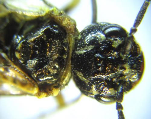 Neurotoma nemoralis